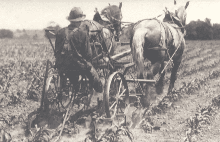 A man is sitting on a cultivator that is being pulled by two horses through a farm field.