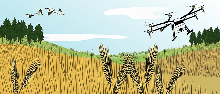 An illustrated drone flies over a wheat field that has a pasture with trees in the background.