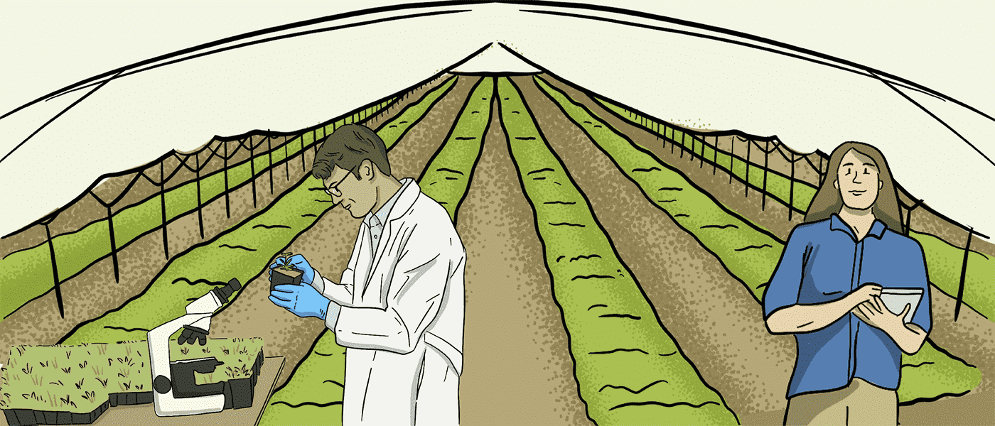 Two illustrated scientists work in a greenhouse full of plants. One of the scientists is using a microscope and checking plants. The other scientist is helping nearby and collecting data. 