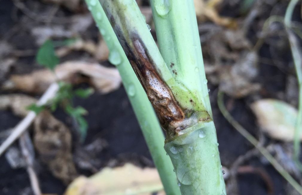A photograph focuses on a single soybean plant in an entire ripe crop. The plant has a fungus called “Blackleg.”