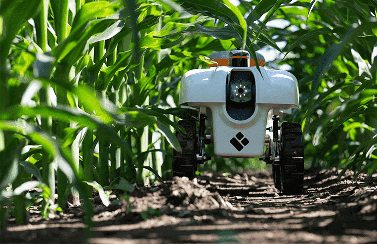 A crop monitoring robot drives along the base of the corn crop, in between the rows.