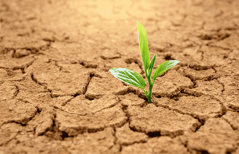 A green plant is thriving in a cracked dry brown soil.