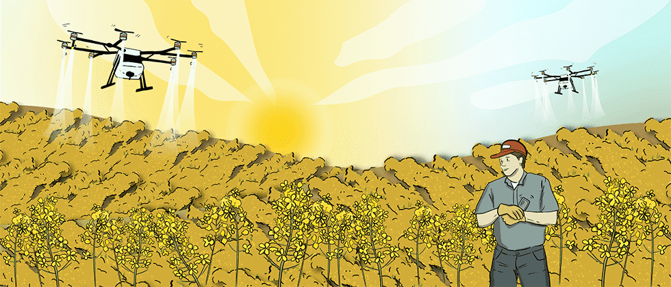 An illustrated drone sprays the canola crop below it. A farmer stands on the edge of the field monitoring the results. 