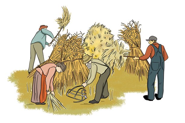 An illustrated group of people are helping harvest the crop by using pitchforks and a cradle scythe.