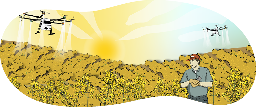 An illustrated drone sprays the canola crop below it. A farmer stands on the edge of the field monitoring the results.