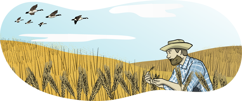 An illustrated farmer looks closely at a wheat sheaf in a wheat field.