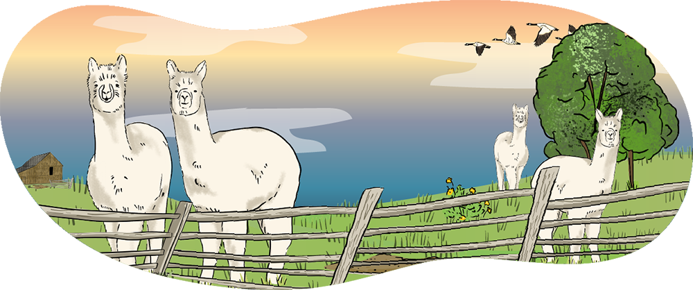 A herd of illustrated alpacas stand in a green pasture behind a wooden fence. There is a wooden barn in the background.