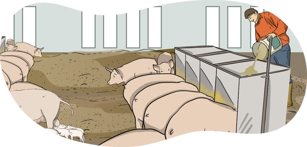 An illustrated farmer dumps grain into a pig feeder while a line-up of pigs stand by the trough. 