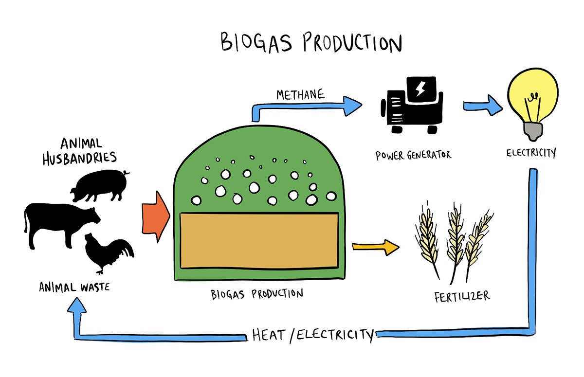 A graph is shown outlining the steps for biogas production.