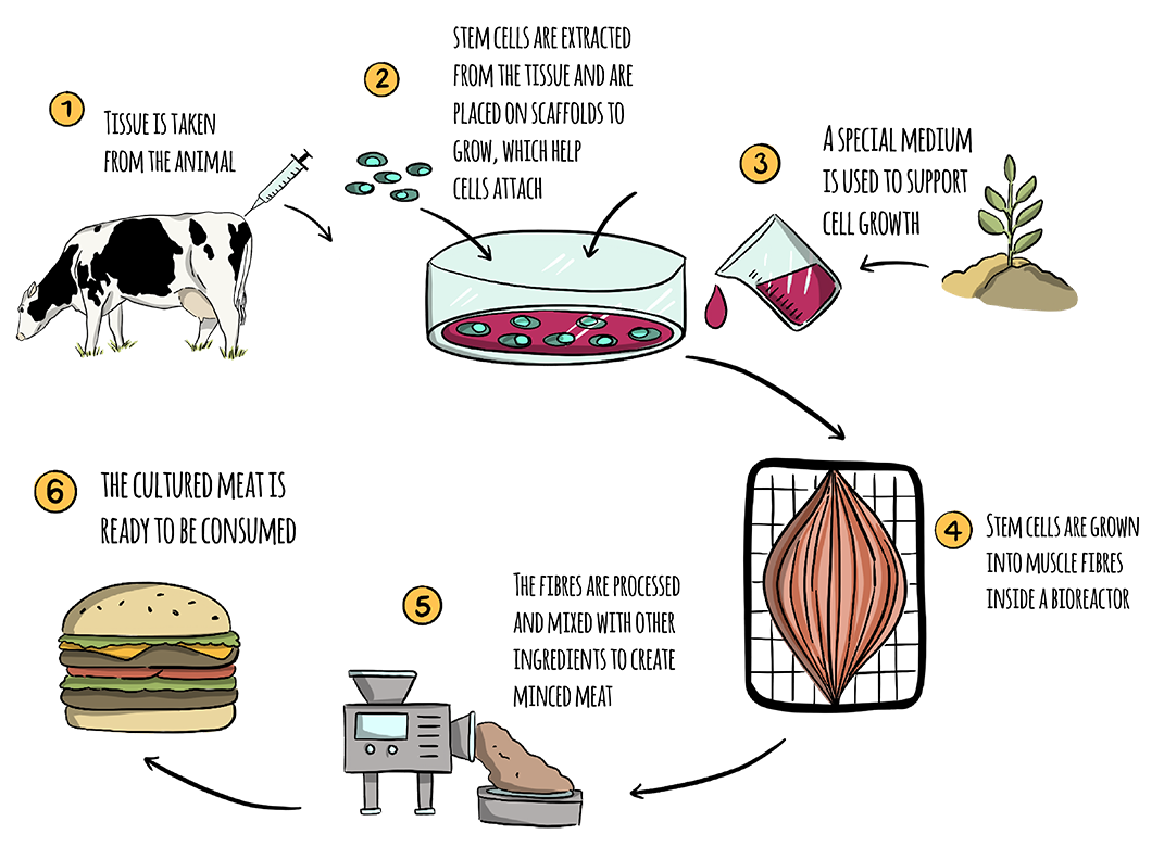 An illustration shows the steps required to make cultured meat. The steps include: 1. taking tissue from an animal. 2. extracting stem cells and putting them in the laboratory. 3. adding serum to be used as a growth medium. 4. stem cells are grown into muscle fibres. 5. the fibres are processed and mixed with other ingredients to make minced meat. 6. the cultured meat is ready to be consumed.