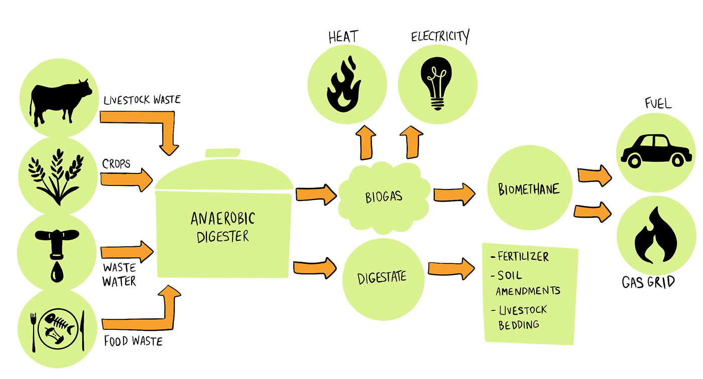 An illustrated graphic shows how livestock waste, crops, waste water, and food waste can be put into an anaerobic digester, which turns it into biogas and digestate. From there, heat, electricity, and fuel can be made.