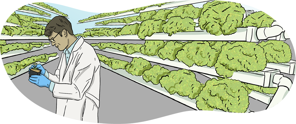 The inside of an illustrated vertical farming greenhouse is shown with rows and rows of green plants while a scientist takes a close look at a plant that is in his hands.