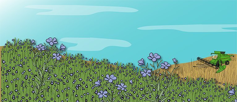 An illustrated drone sprays the canola crop below it. A farmer stands on the edge of the field monitoring the results. 