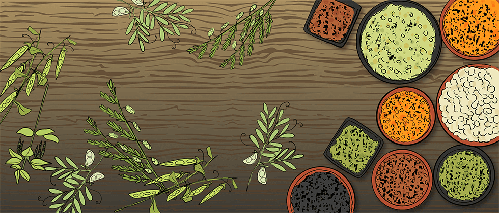 A variety of illustrated pulse crops are shown in bowls on a wooden table. There are stalks of lentils, peas, and chickpeas laying on the table next to the bowls.