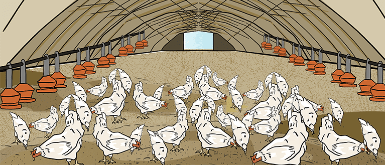 An illustrated drone sprays the canola crop below it. A farmer stands on the edge of the field monitoring the results. 