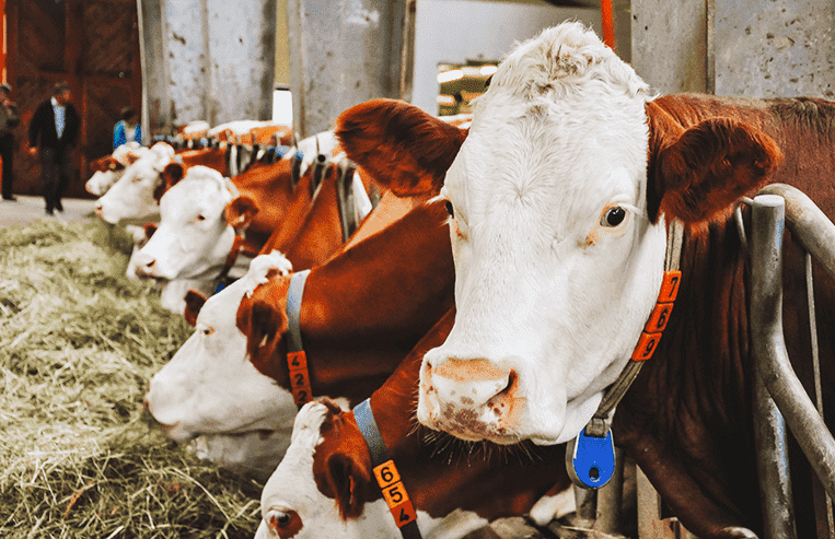 A group of beef cows eat feed in a horizontal line.