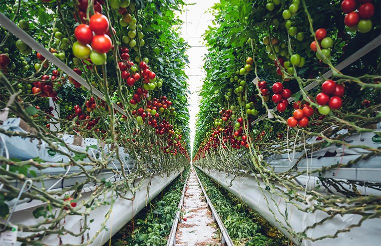 Vertical farming allows us to use 70% to 95% less water than required for normal crop growth.
