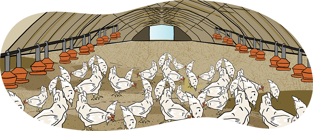 A herd of meat chickens are in a large barn with feeder lines on each side.