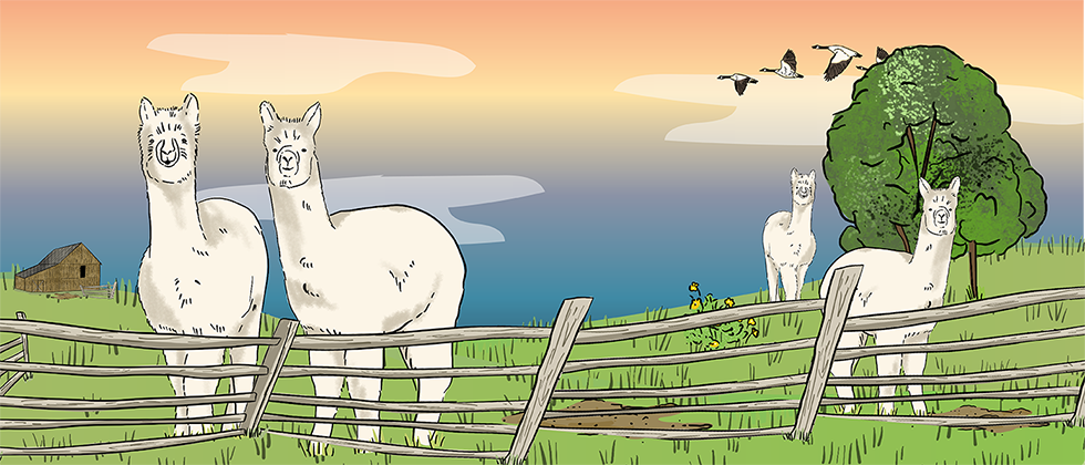 A herd of illustrated alpacas stand in a green pasture behind a wooden fence. There is a wooden barn in the background.