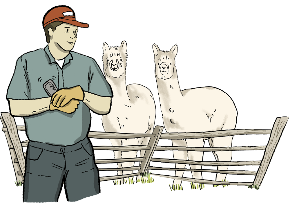 An illustrated farmer with a cell phone in his hand stands next to alpacas.