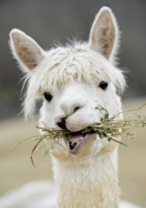 Present-FarmAnimals-Alpacas-AnimalCare A close-up of an alpaca eating grass.