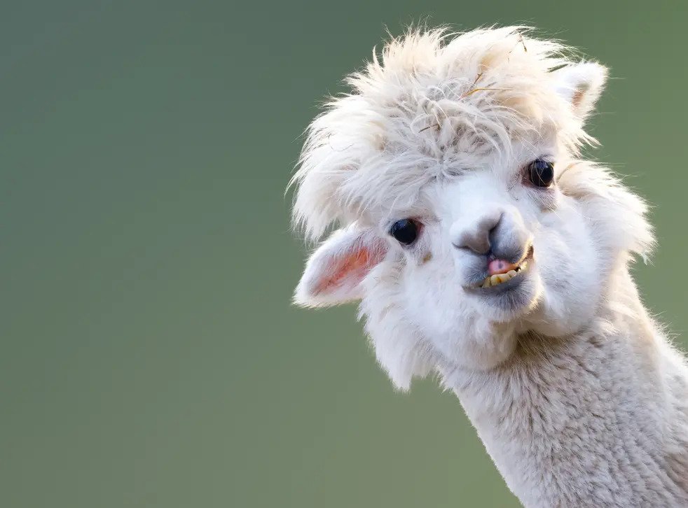 A white alpaca is looking at the camera and showing their teeth, almost like they’re smiling!