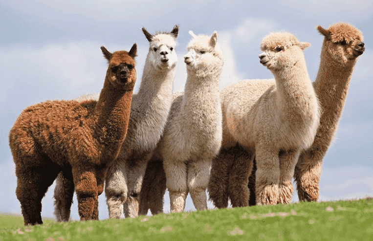 A group of five alpacas stand together on a hill. They range in colours from white to brown.