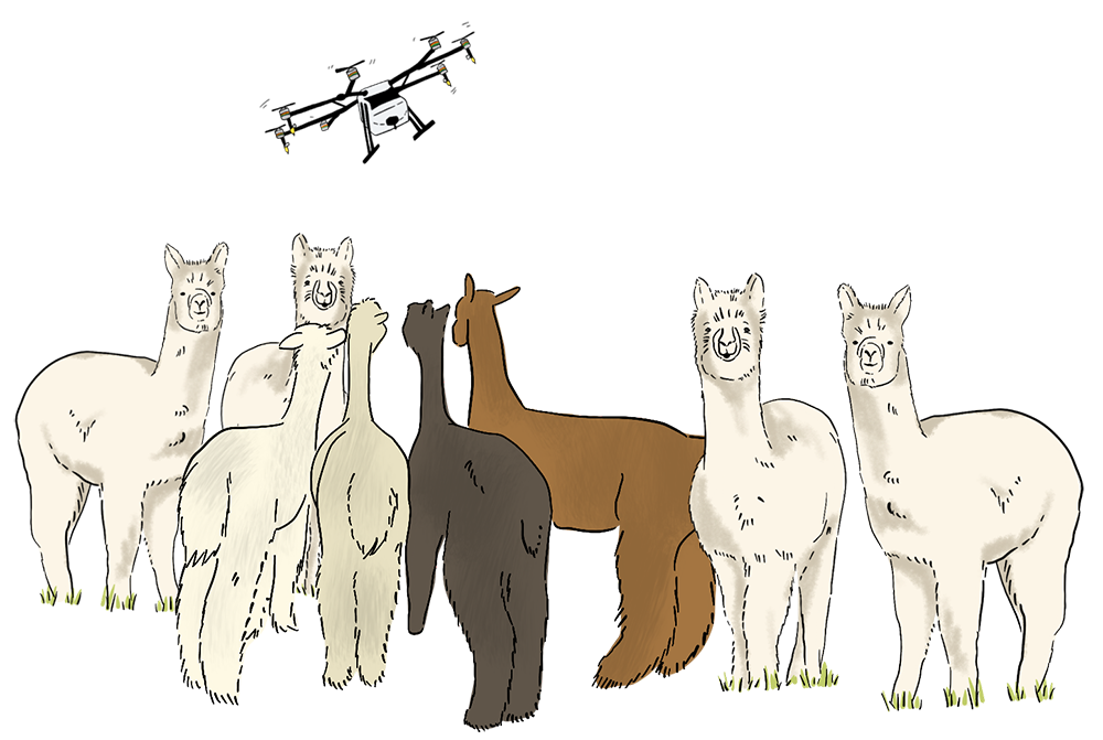 A herd of illustrated alpacas are standing in a pasture as a drone flies above them.