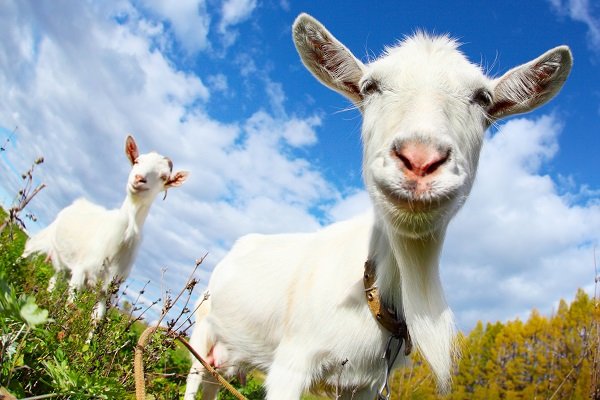 A goat stands very close to the camera with another goat standing in the background.