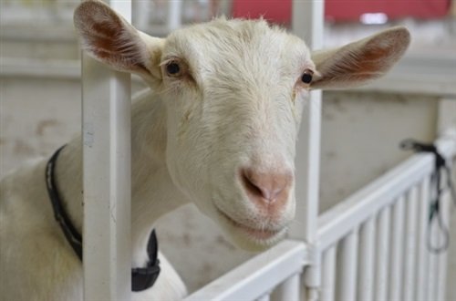 A goat stands with its head over a gate inside of a barn and is looking at the camera.