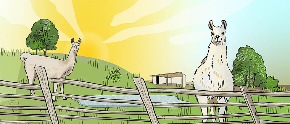Two illustrated llamas stand in a green pasture that has a wooden fence going around the edge of it. There is a pond and a three-sided barn in the background.