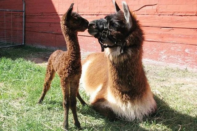 A female Llama lies on the ground next to her baby.