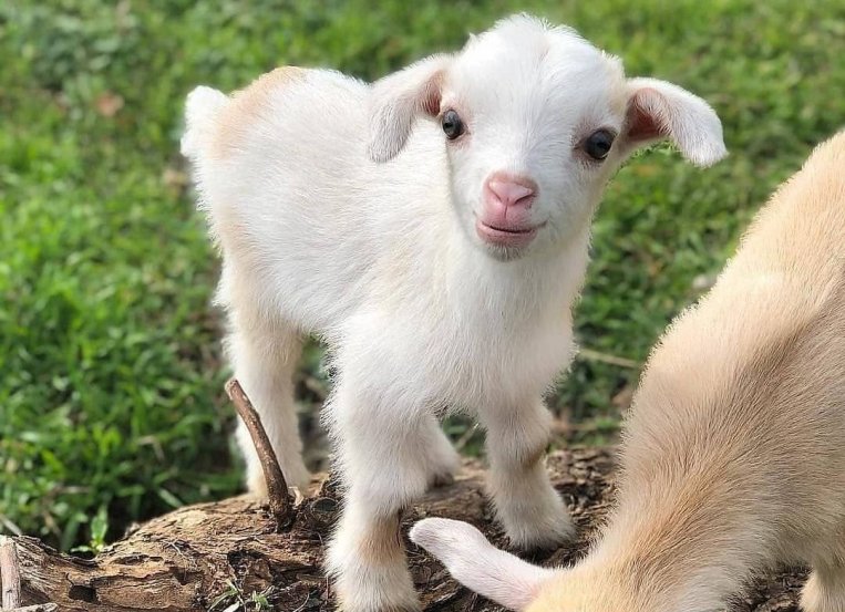 A kid stands in a green field looking towards the camera with another baby goat nearby.