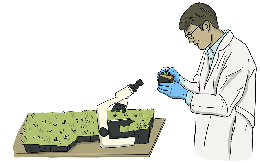 An illustrated scientist looks closely at a small plant in a pot while standing next to a table that holds a microscope and many small plants. 