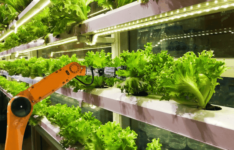 A barn cleaner robot cleans manure behind a row of cows that are eating.