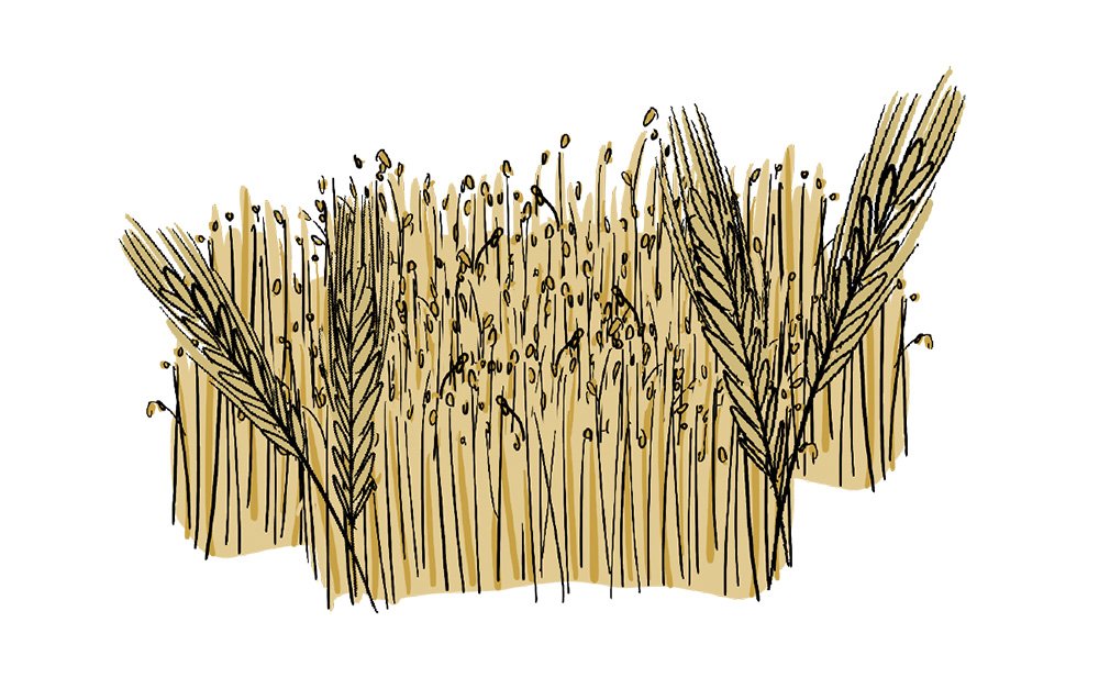 An illustrated landscape with a golden wheat crop and Canadian Geese flying in the sky.