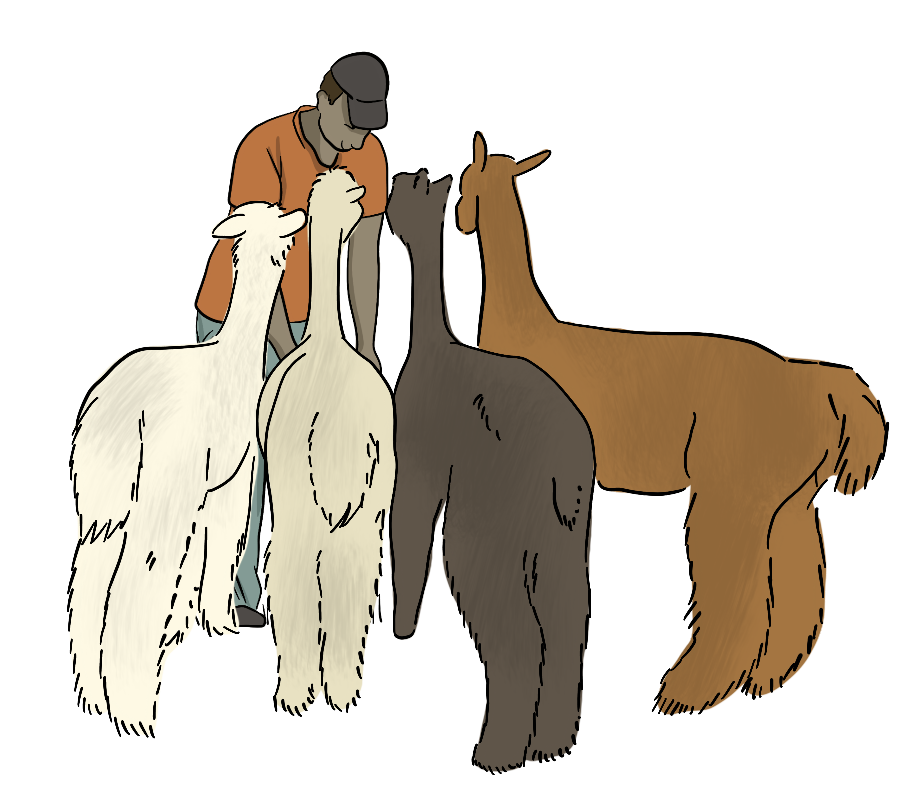 A herd of illustrated alpacas walk towards a farmer.