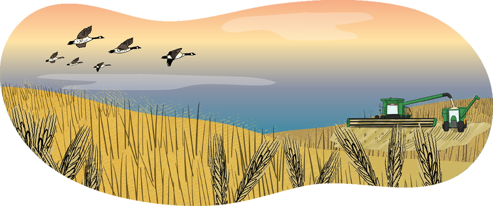 An illustrated wheat field is shown with a combine harvesting wheat while it dumps grain into a grain cart being pulled by a tractor.