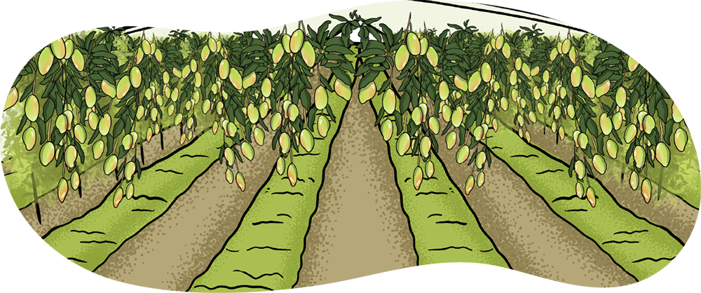 An illustrated vertical farming greenhouse is shown with rows of plants that are growing mangos. 