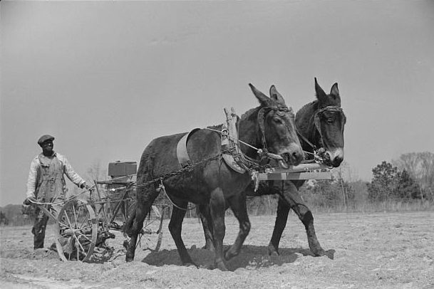 A farmer is holding onto a cultivator that is being pulled by mules through a farm field.