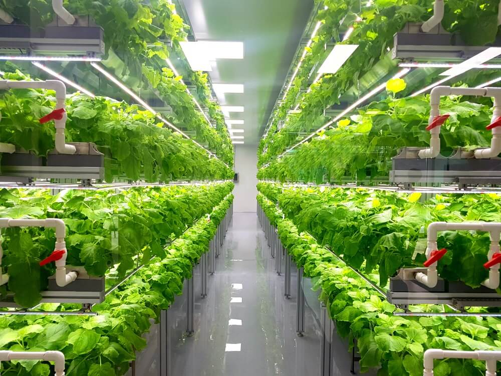 A vertical farming greenhouse is shown with rows of plants under lights. Long rows of connected pipes bring water to the plants.