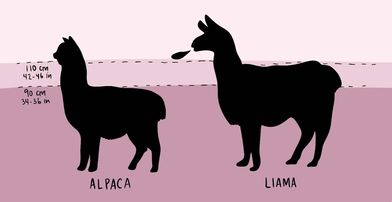 Industry Overview An illustration with an alpaca and a llama is shown with information about each animal including weight, size, what they are raised for, what they look like, differences in their fur coat, etc.