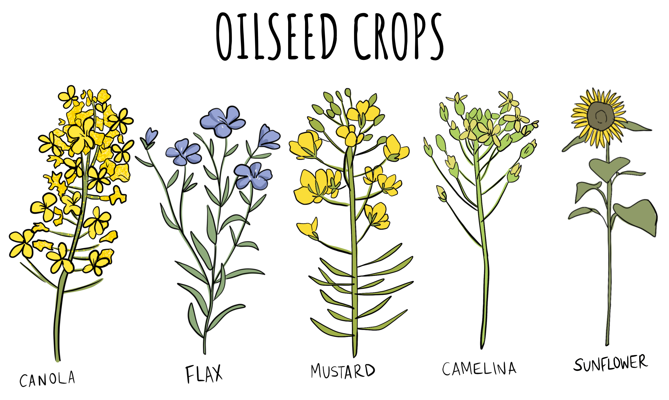 An illustrated group of oilseeds crops plants are shown with titles. The oilseed crops group includes canola, flax, mustard, camelina, and sunflower. 