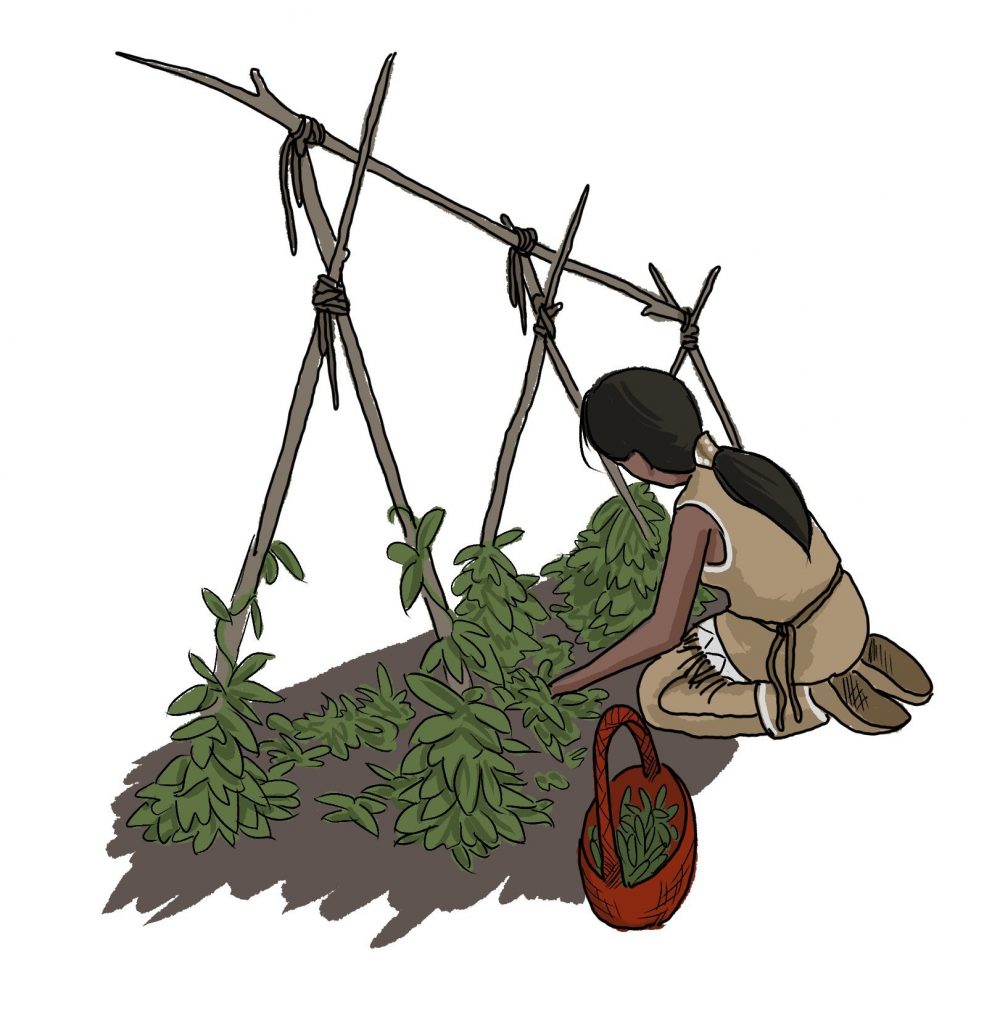 Past_FirstNations_Agriculture_GrowingBeans An illustrated Indigenous woman is kneeling to pick green beans in a garden.