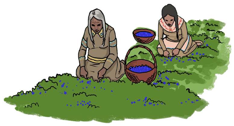 Past_FirstNations_Agriculture_pickingberries-1 Two illustrated Indigenous women are kneeling on the ground picking blueberries.