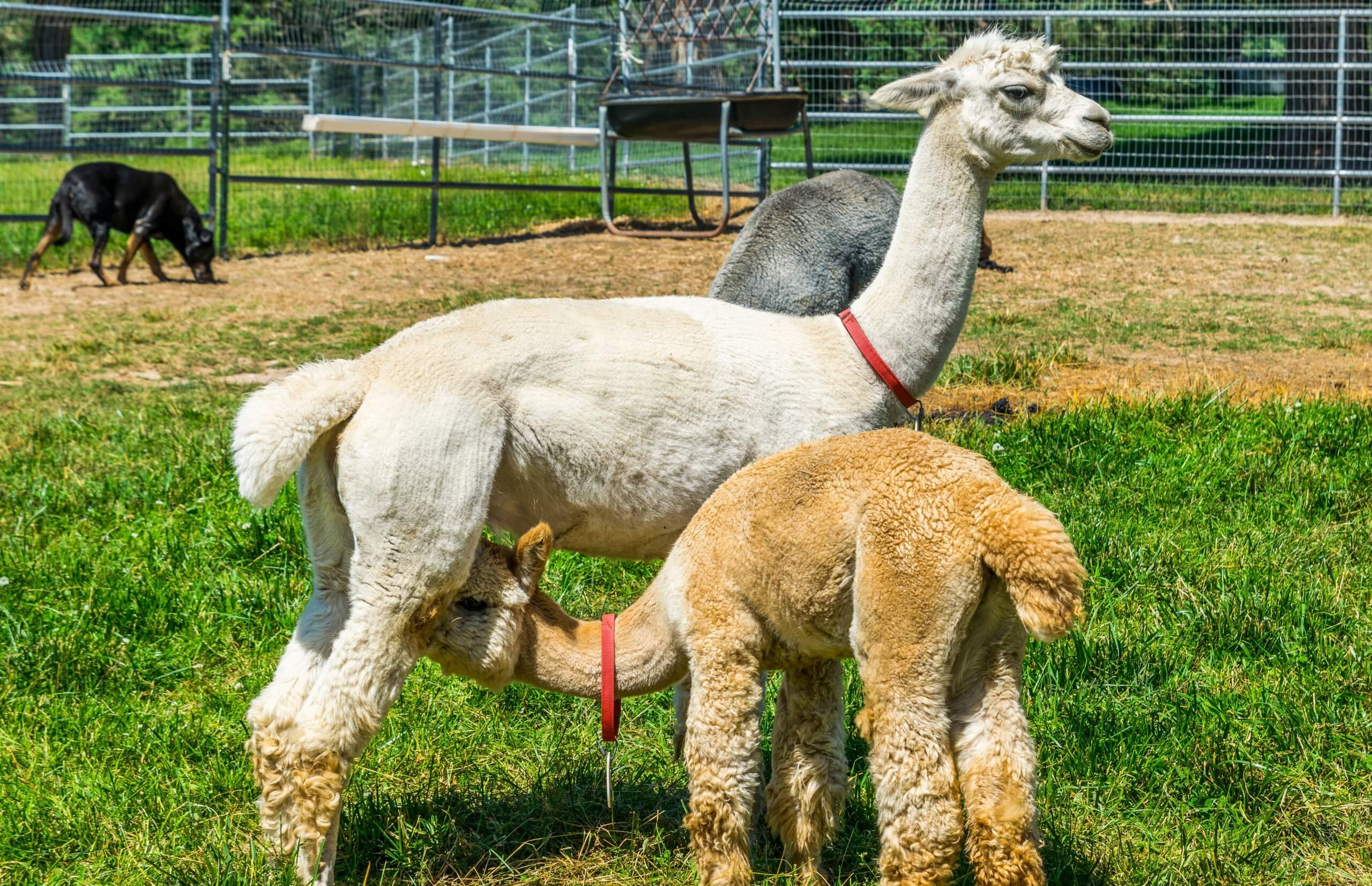 A hembra alpaca stands in a pasture while her baby nurses. There is a fence in the background.