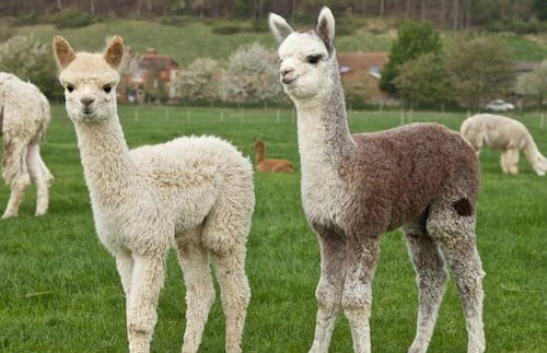 Two young alpacas, known as crias, are standing in a pasture with other crias grazing on bright green grass.