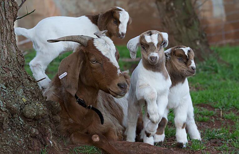 A mother goat stands in a pen with a kid standing next to her preparing to feed.