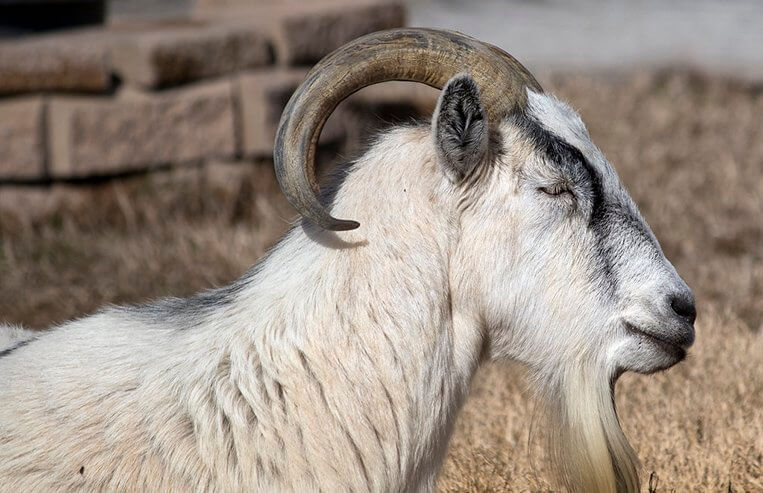 A buck lays in a pen filled with straw.