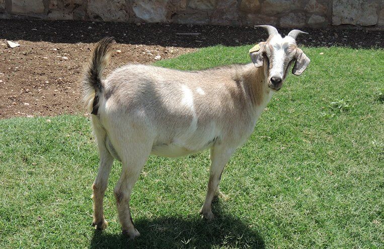A doe goat stands in a green pasture looking back towards the camera.